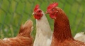 Zagrożenie ptasią grypą już za nami?