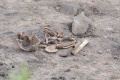 Ludzkie szczątki znalezione przy ul. Długosza w Chojnowie