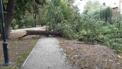 Wiatr łamie drzewa. IMGW ostrzega mieszkańców powiatu legnickiego