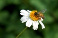 Gminna Biblioteka Publiczna zaprasza do udziału w konkursie &quot;Pszczoły w naszym środowisku&quot;