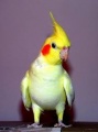 W MOKSiRze znaleziono papugę nimfę! Poszukiwany właściciel!