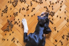 Czy pies może jeść różne karmy?