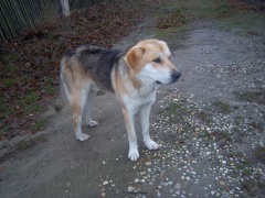 Bezdomny pies z Biskupina czeka na właściciela