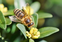 Na ratunek pszczołom. Kolejny konkurs dla uczniów z gminy Chojnów