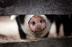 Afrykański pomór świń. Potwierdzony przypadek w Czernikowicach