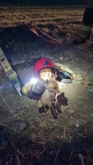 Młody lisek uratowany przez chojnowskich strażaków
